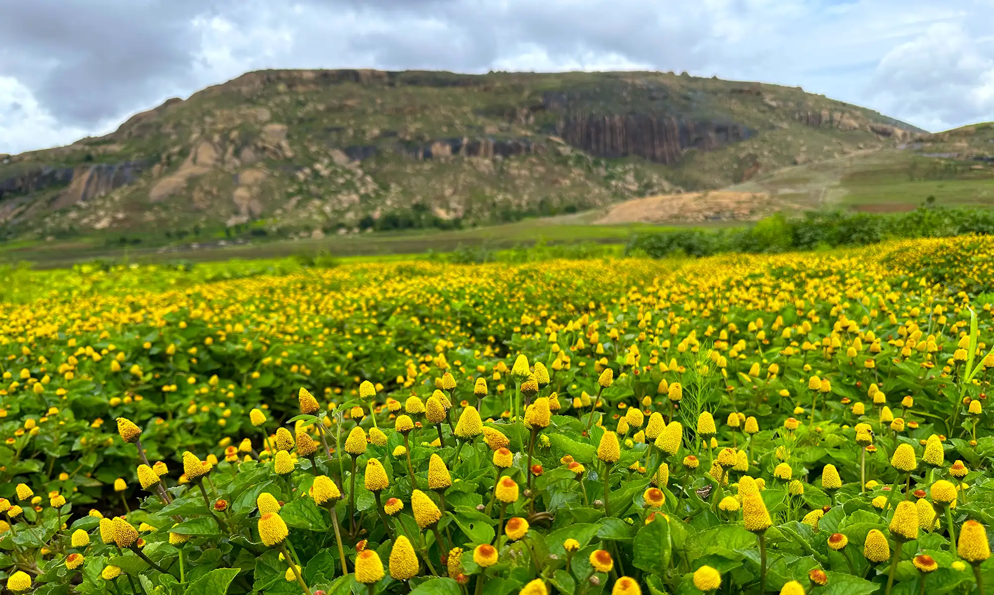Field of Spilanthes Bionexx